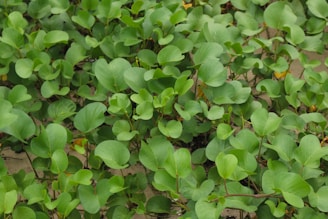 A dense cluster of green leafy plants covers a patch of sandy ground. The leaves are round to oval in shape, overlapping each other, and appear vibrant and healthy. The sand peeks through the gaps between the plants.