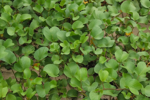 A dense cluster of green leafy plants covers a patch of sandy ground. The leaves are round to oval in shape, overlapping each other, and appear vibrant and healthy. The sand peeks through the gaps between the plants.