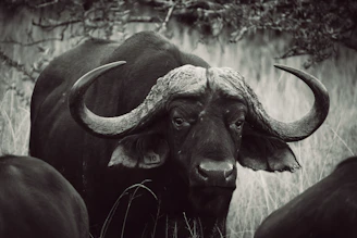 A majestic Murrah buffalo standing proudly near a traditional Indian farmstead.