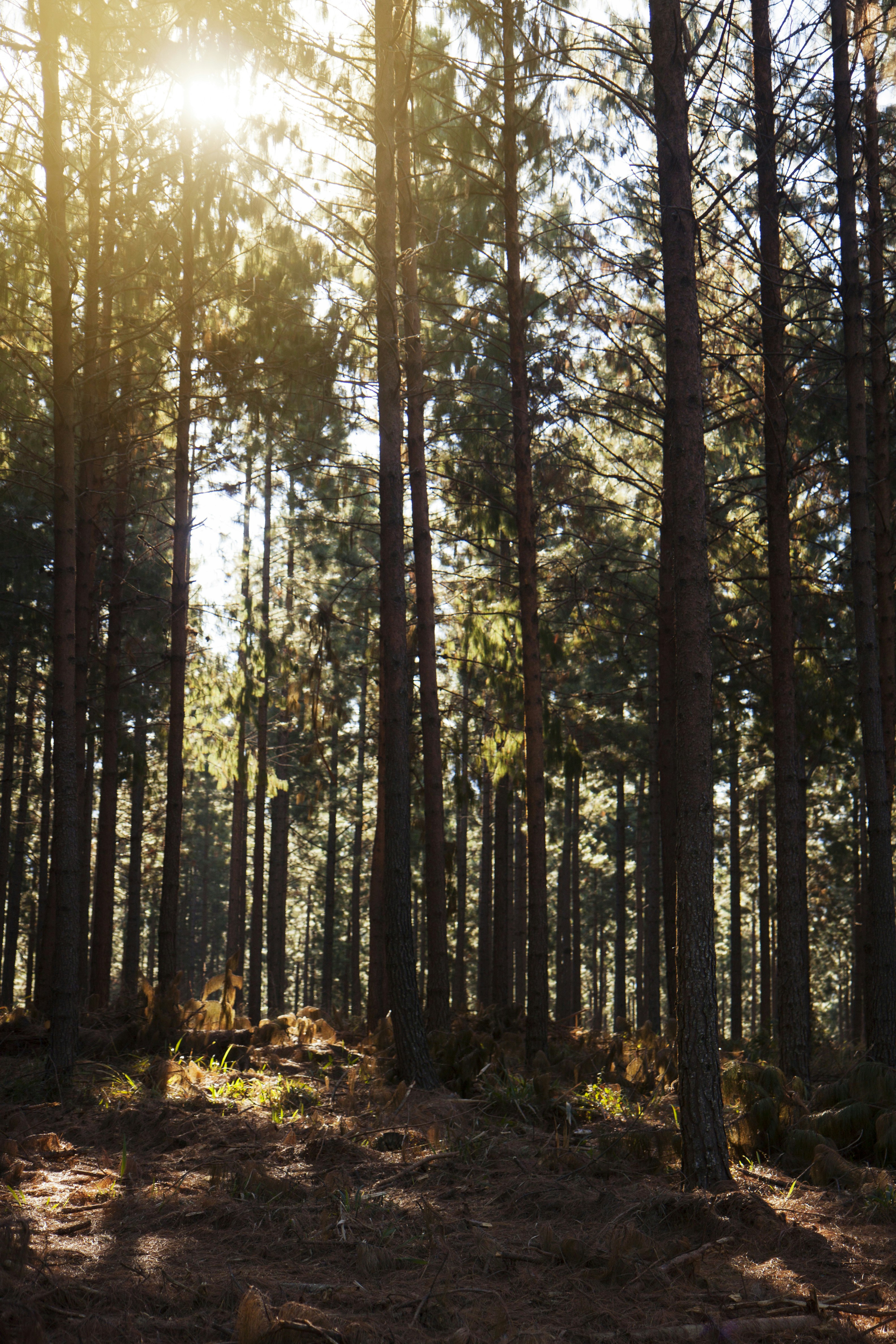 Dense pine forest in East Texas with sunlight breaking through tall trees