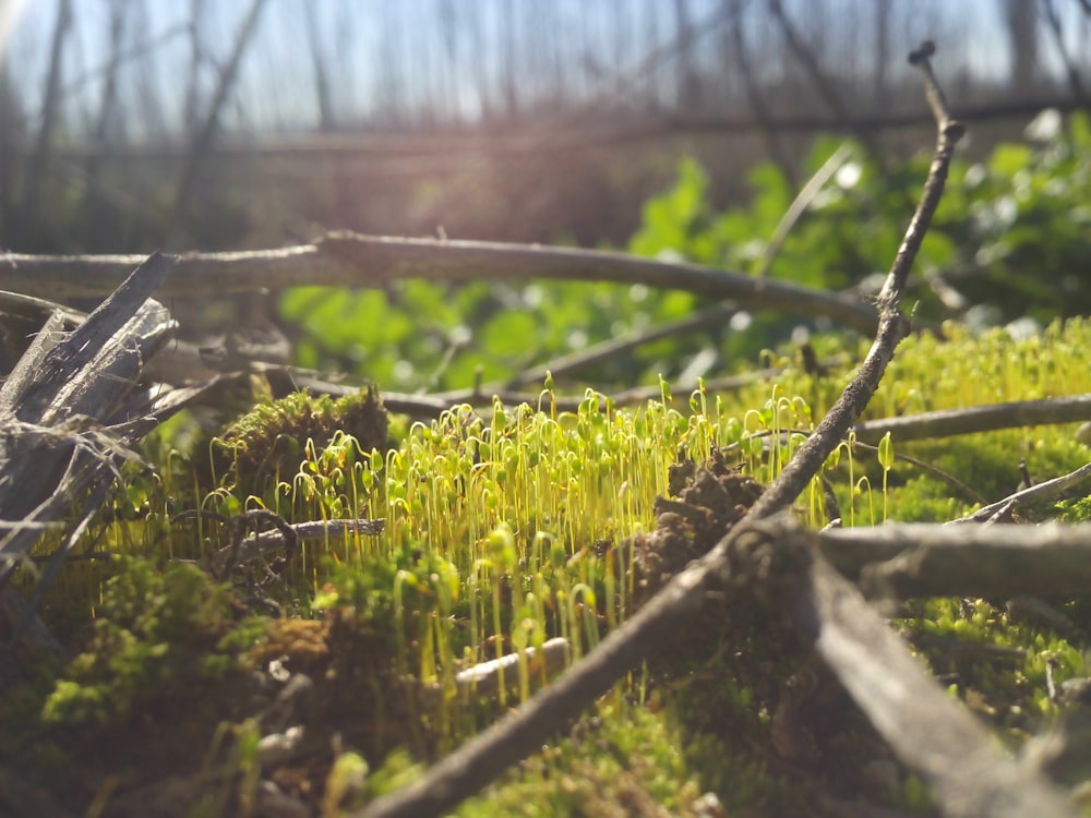 close-up photography of green sprouts