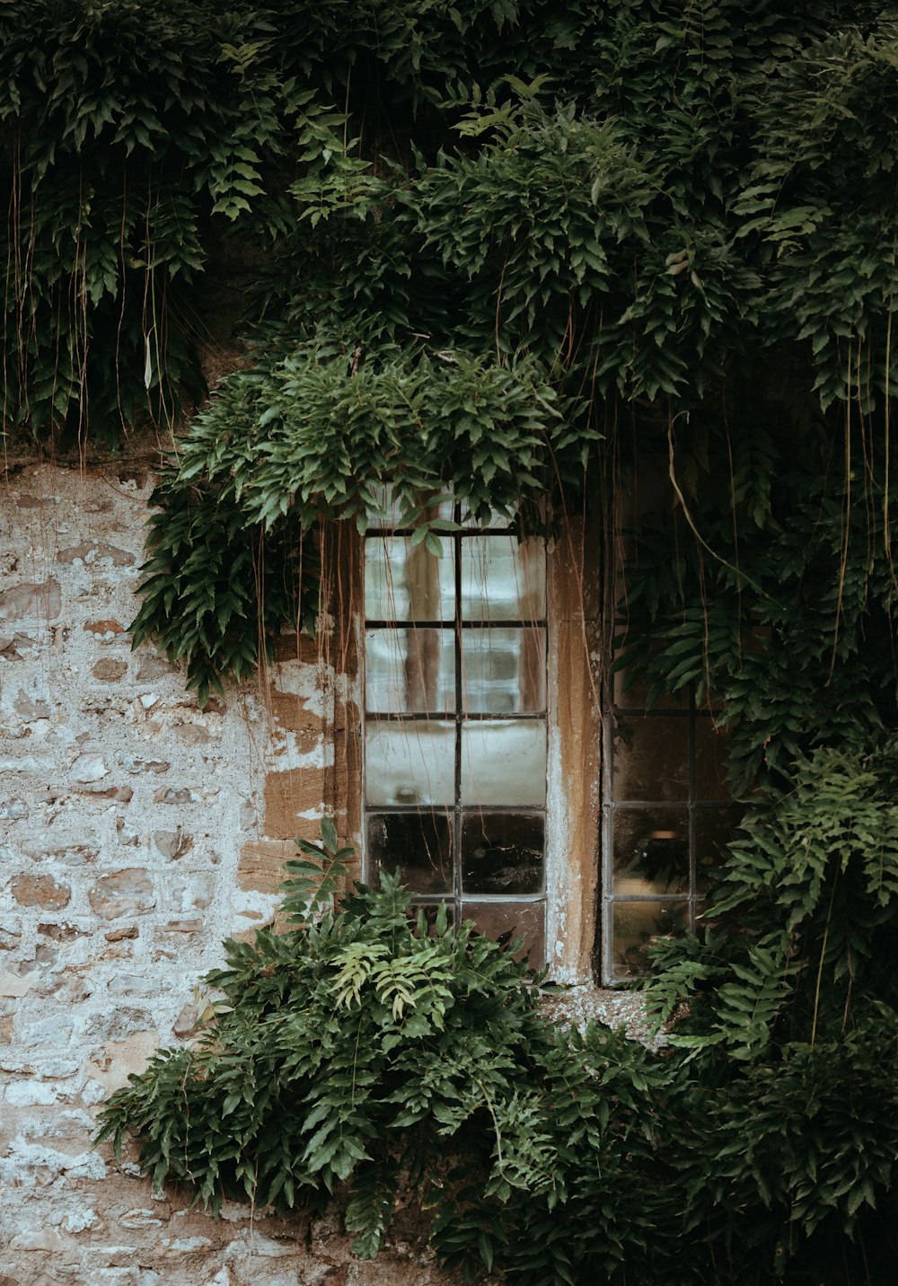 ventana marrón cubierta por una planta de hojas verdes