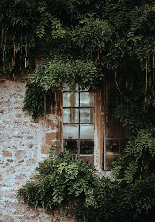 brown window covered by green leafed plant in Forde Abbey United Kingdom