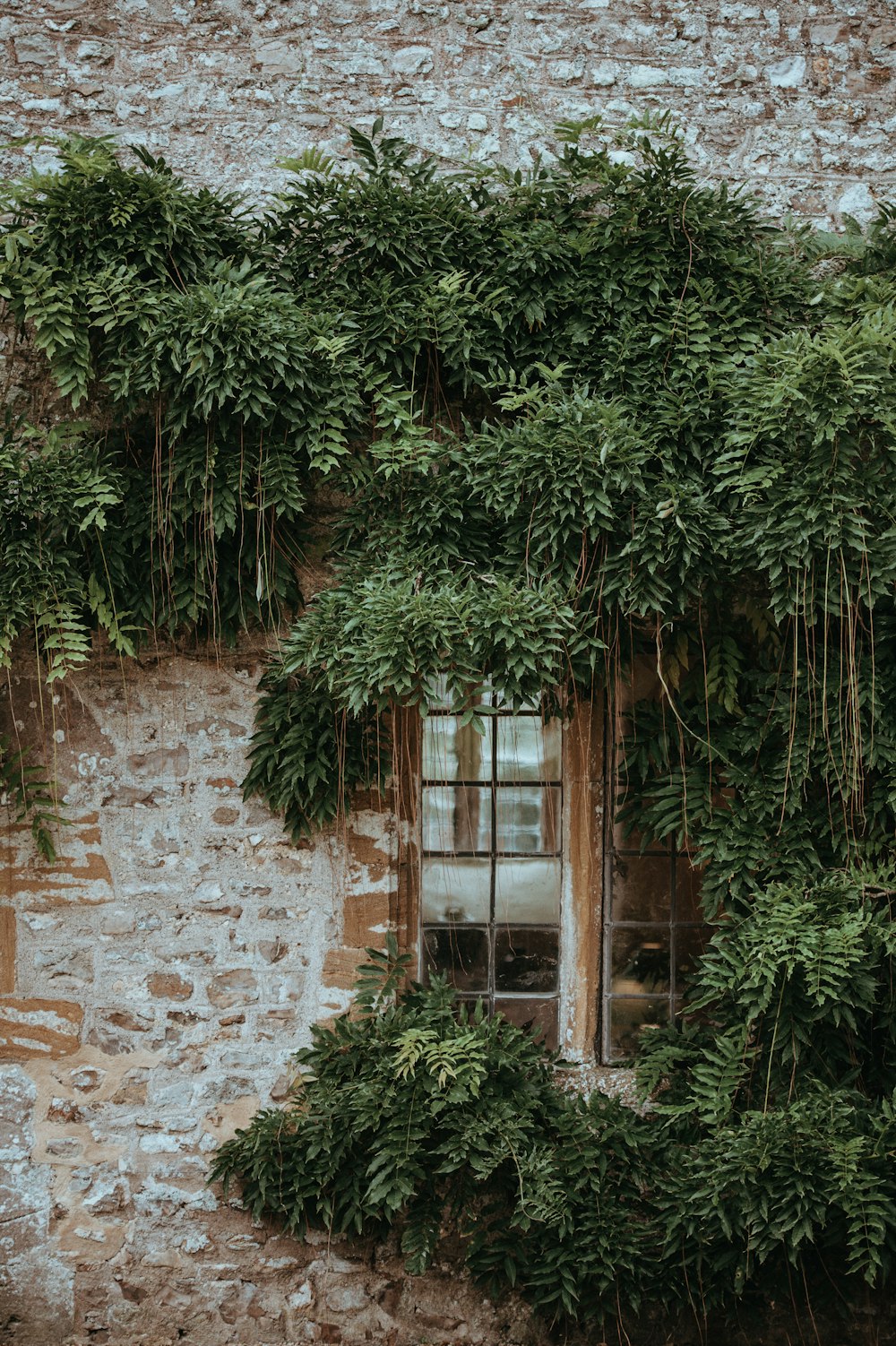 Ventana de cristal rodeada de plantas de hojas verdes