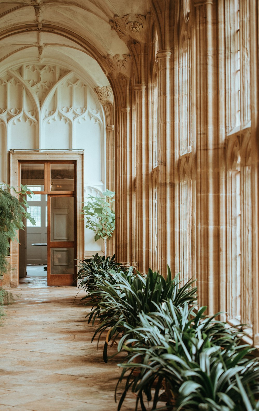 green plant near window towards open door inside the building