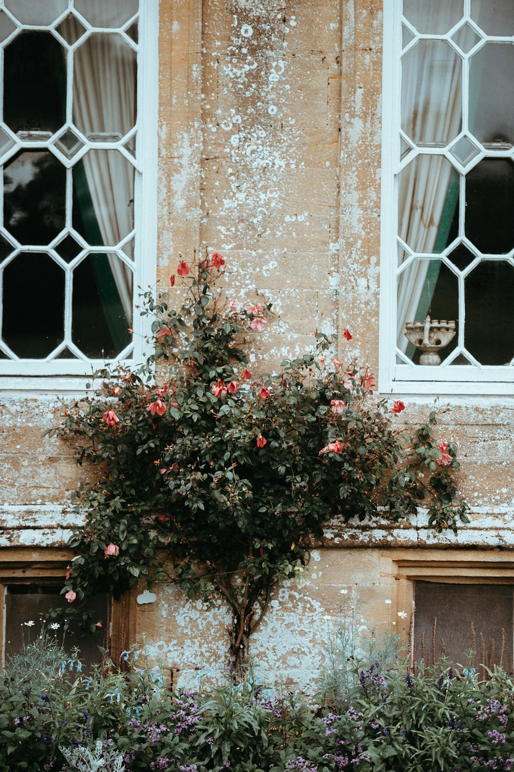 red flowering plant on beige wall