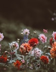 shallow focus photo of assorted flowers