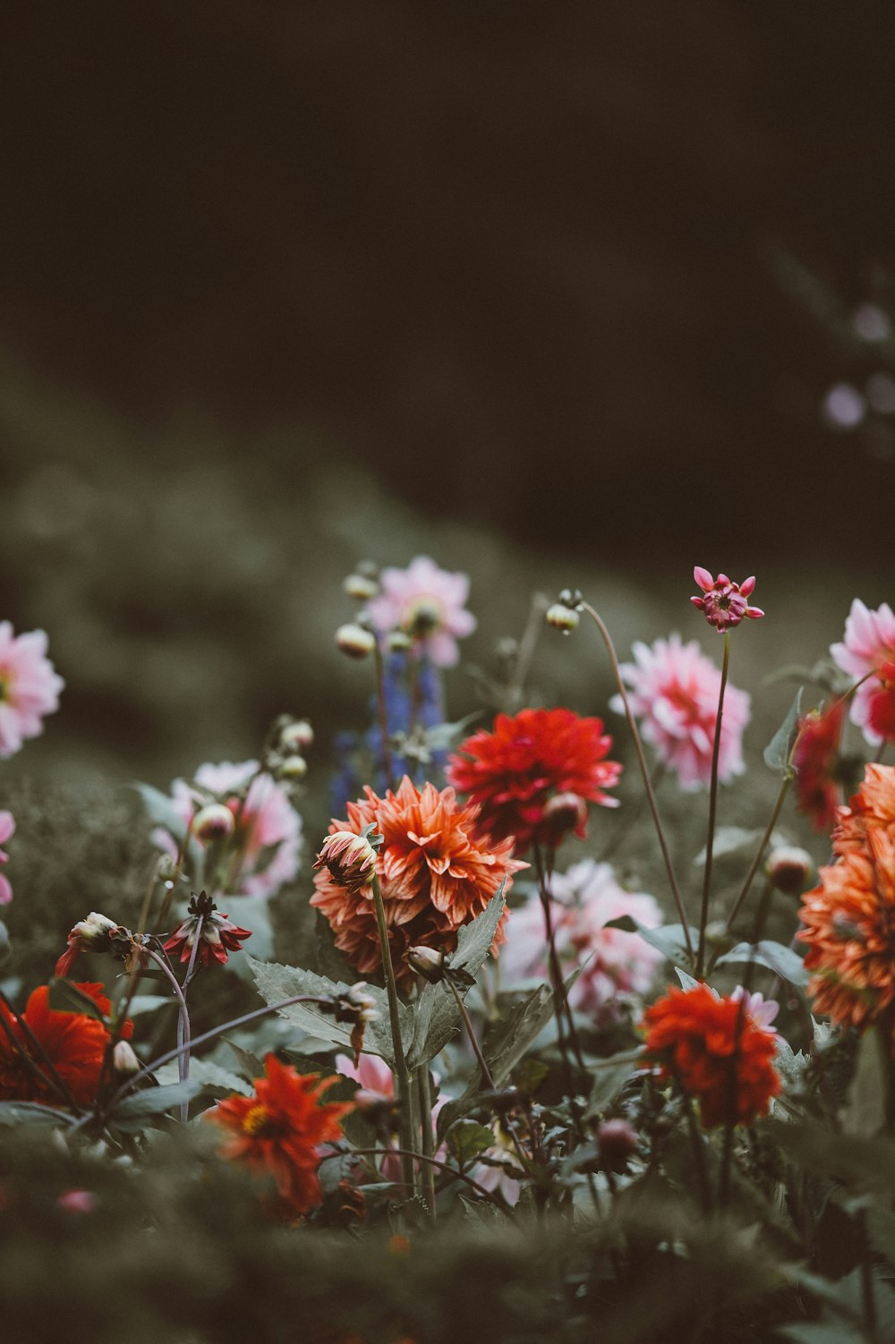 Foto mit flachem Fokus von verschiedenen Blumen