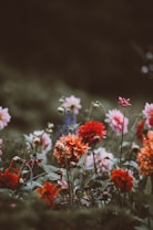 A lush garden scene filled with vibrant dahlias, showcasing a variety of colors including red, orange, and pink amid green foliage. The flowers appear fresh and dewy, and the background is softly blurred, adding a dreamy quality to the image.