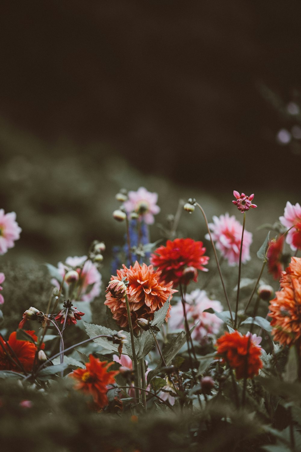 foto a fuoco superficiale di fiori assortiti