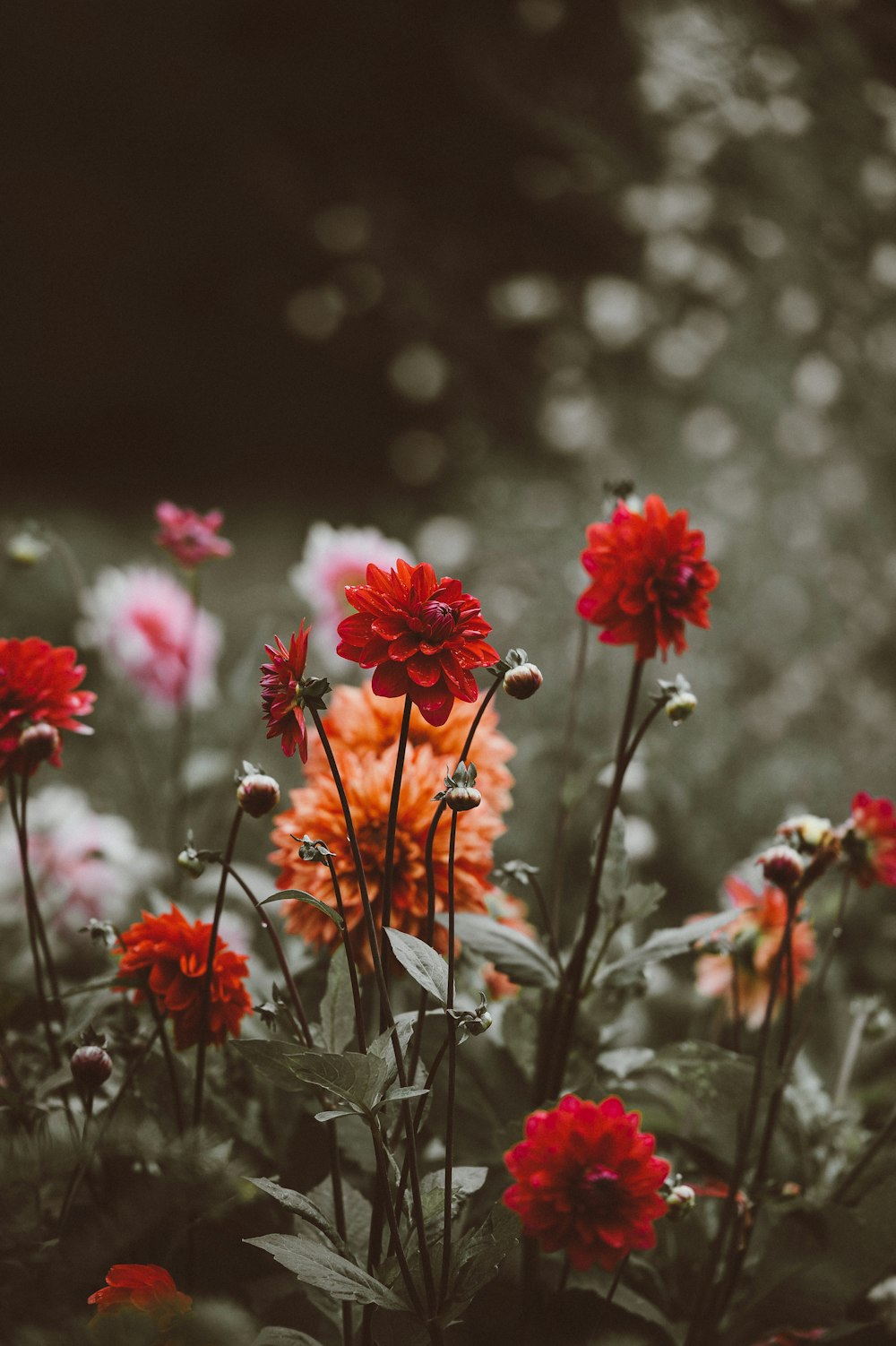 close-up photo of red and orange petaled flowers