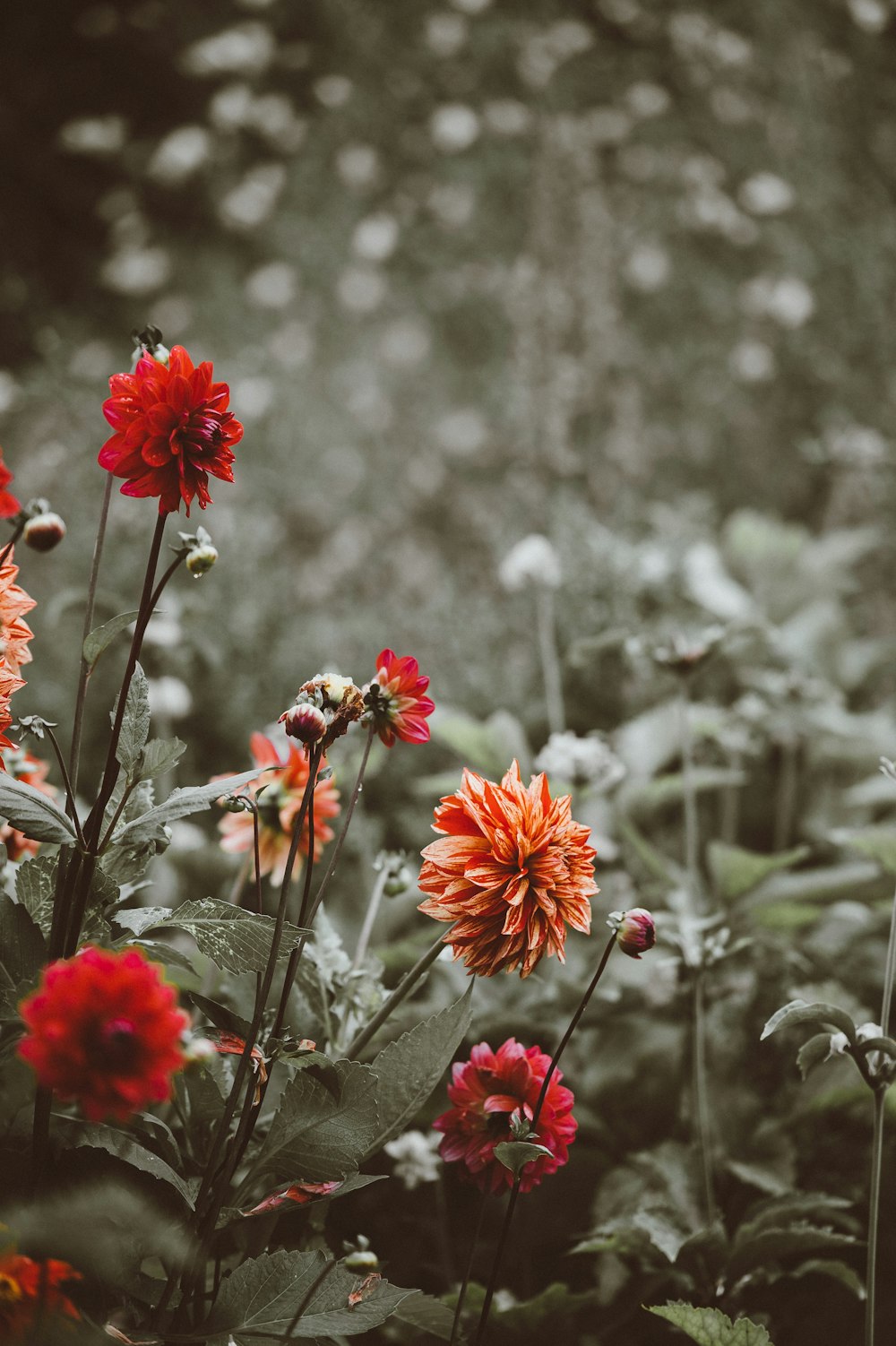 selective focus photography of red flowers