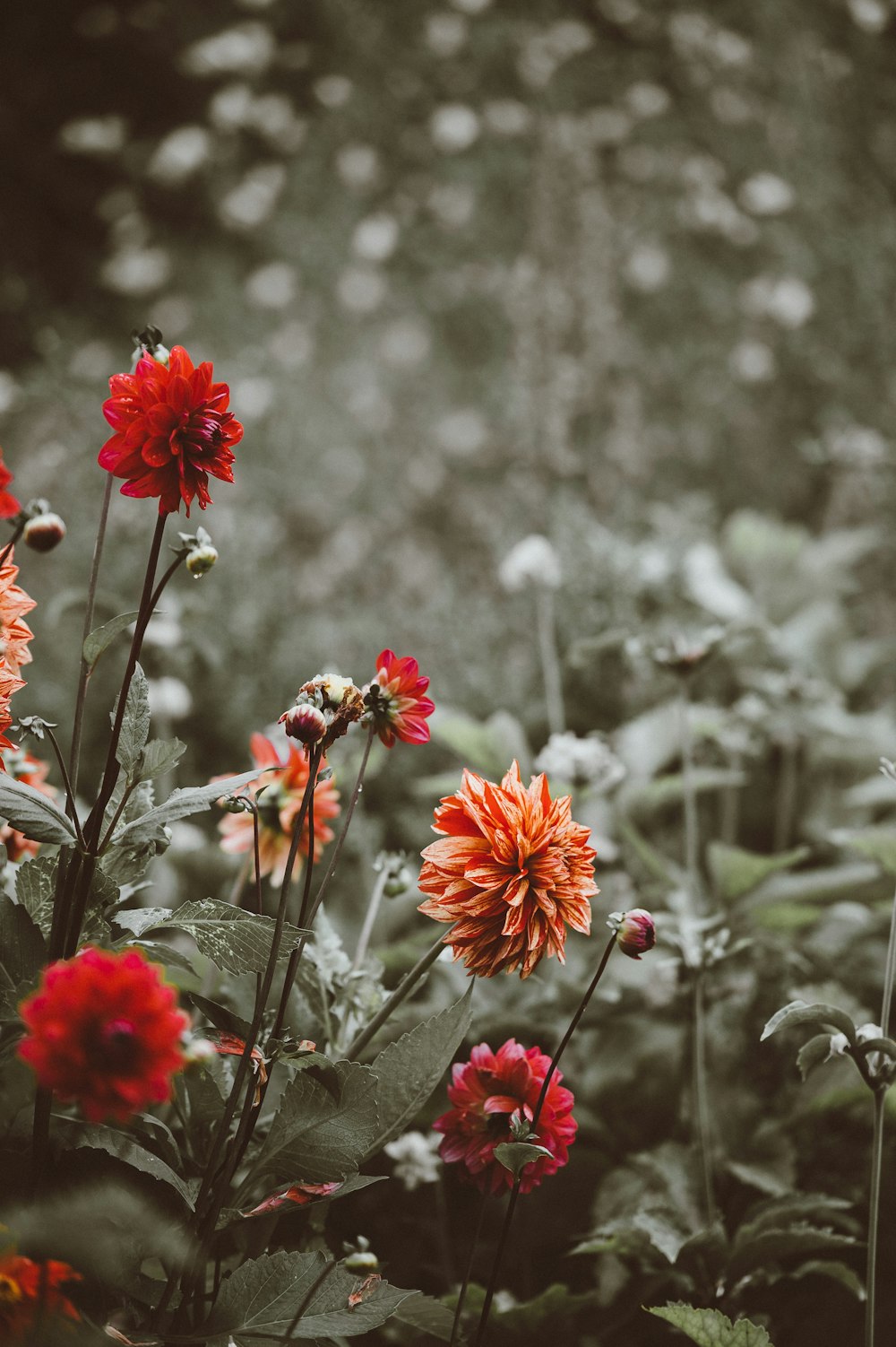 fotografia de foco seletivo de flores vermelhas