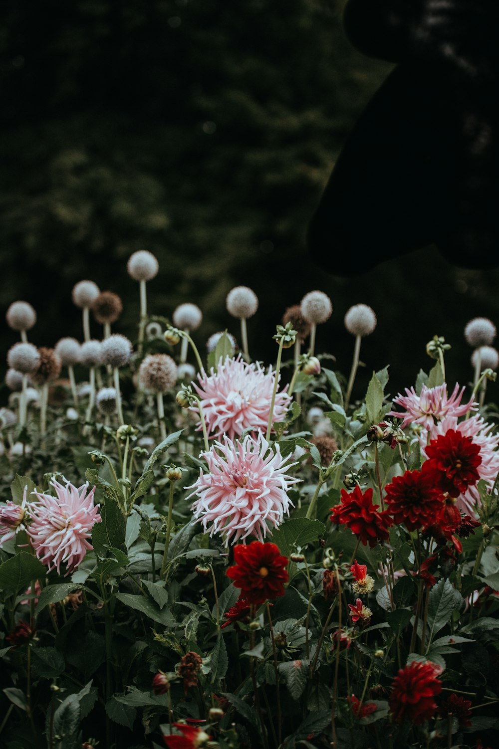 pink and red petaled flowers