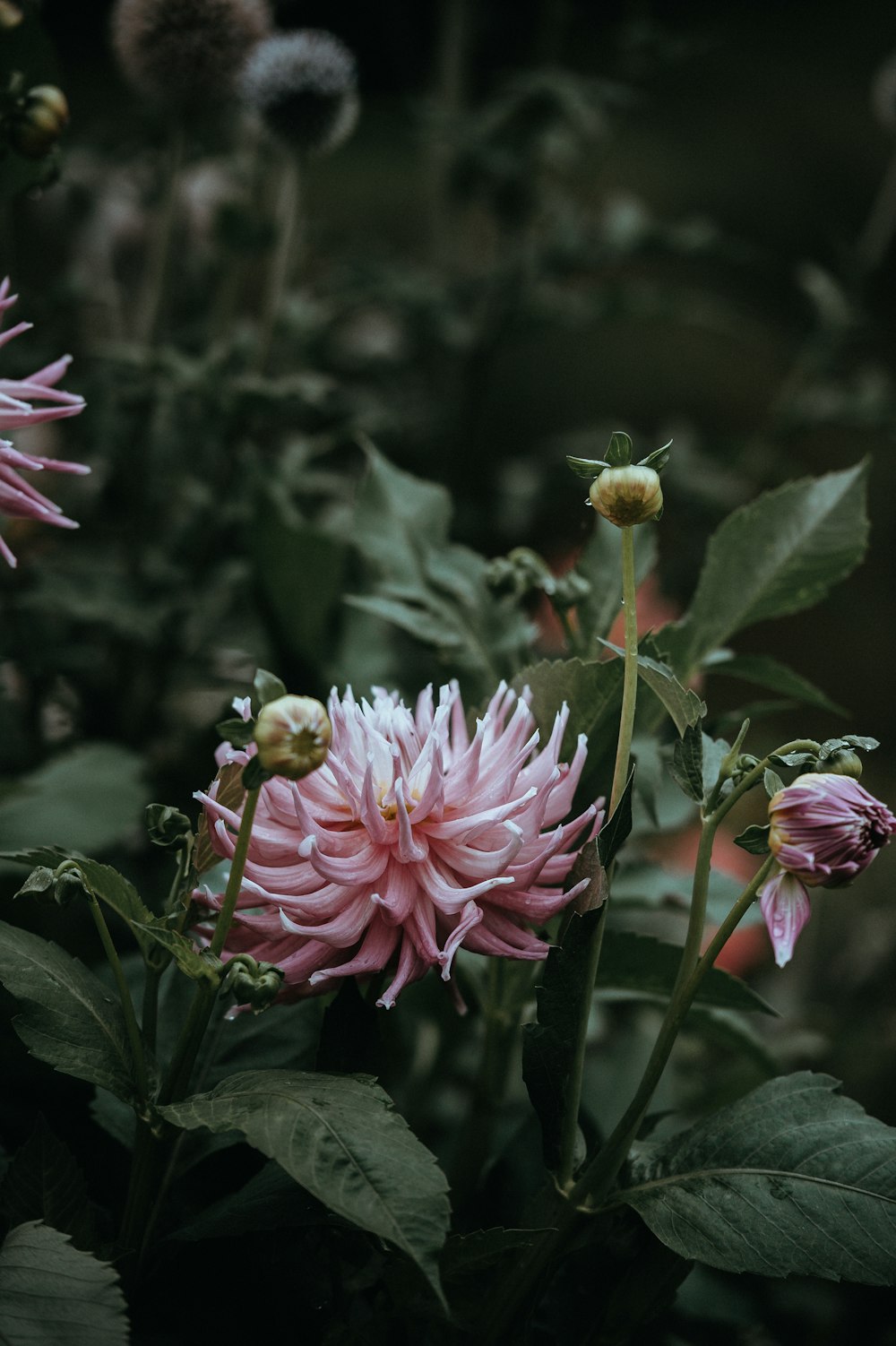 pink petaled flower in closeup photography