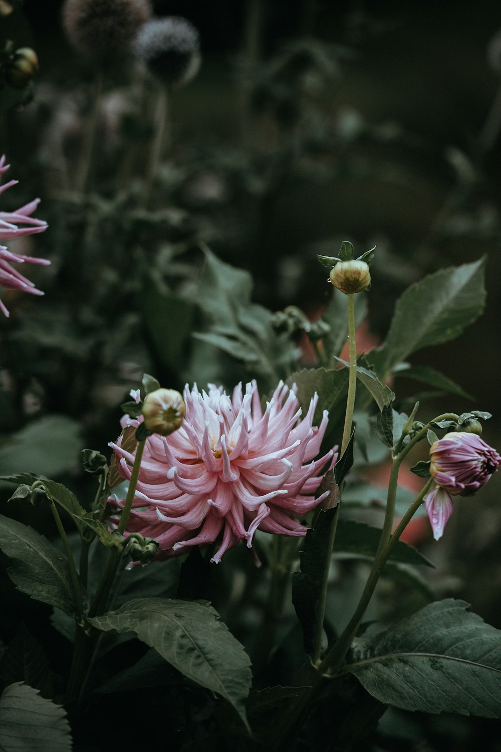 flor de pétalos rosados en fotografía de primer plano