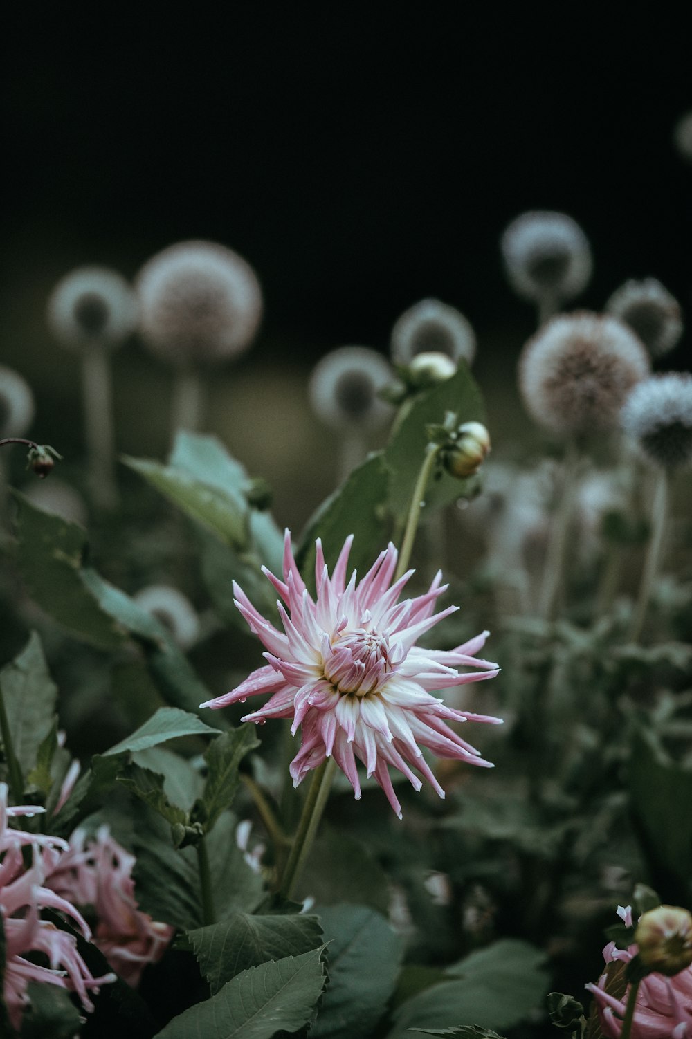 selective focus photo of pink flower