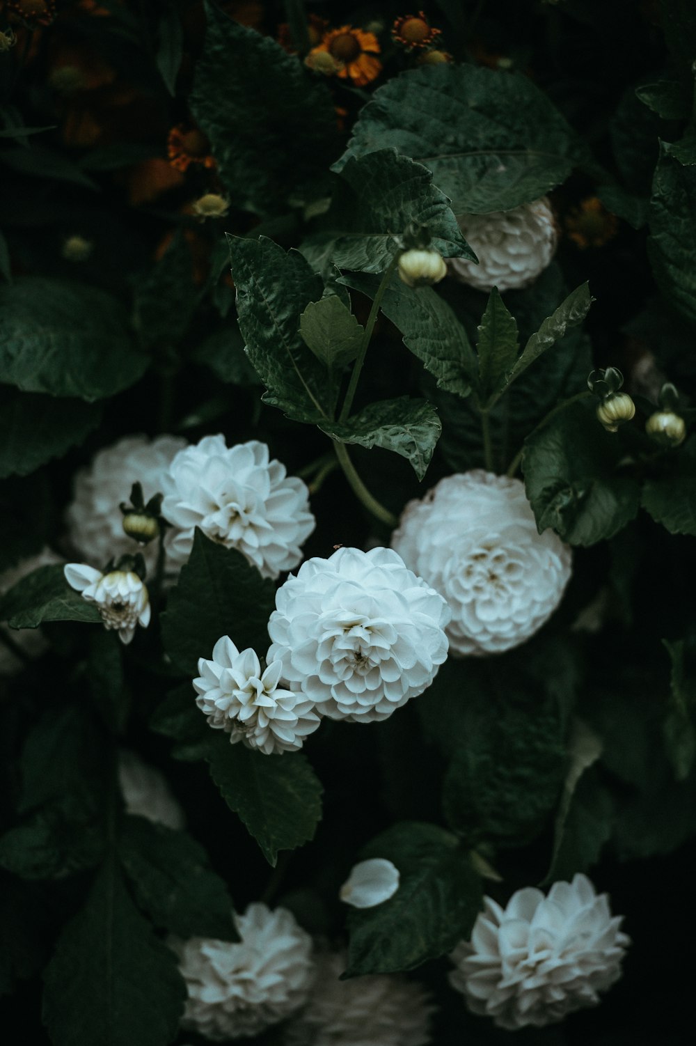 selective focus of white flowers