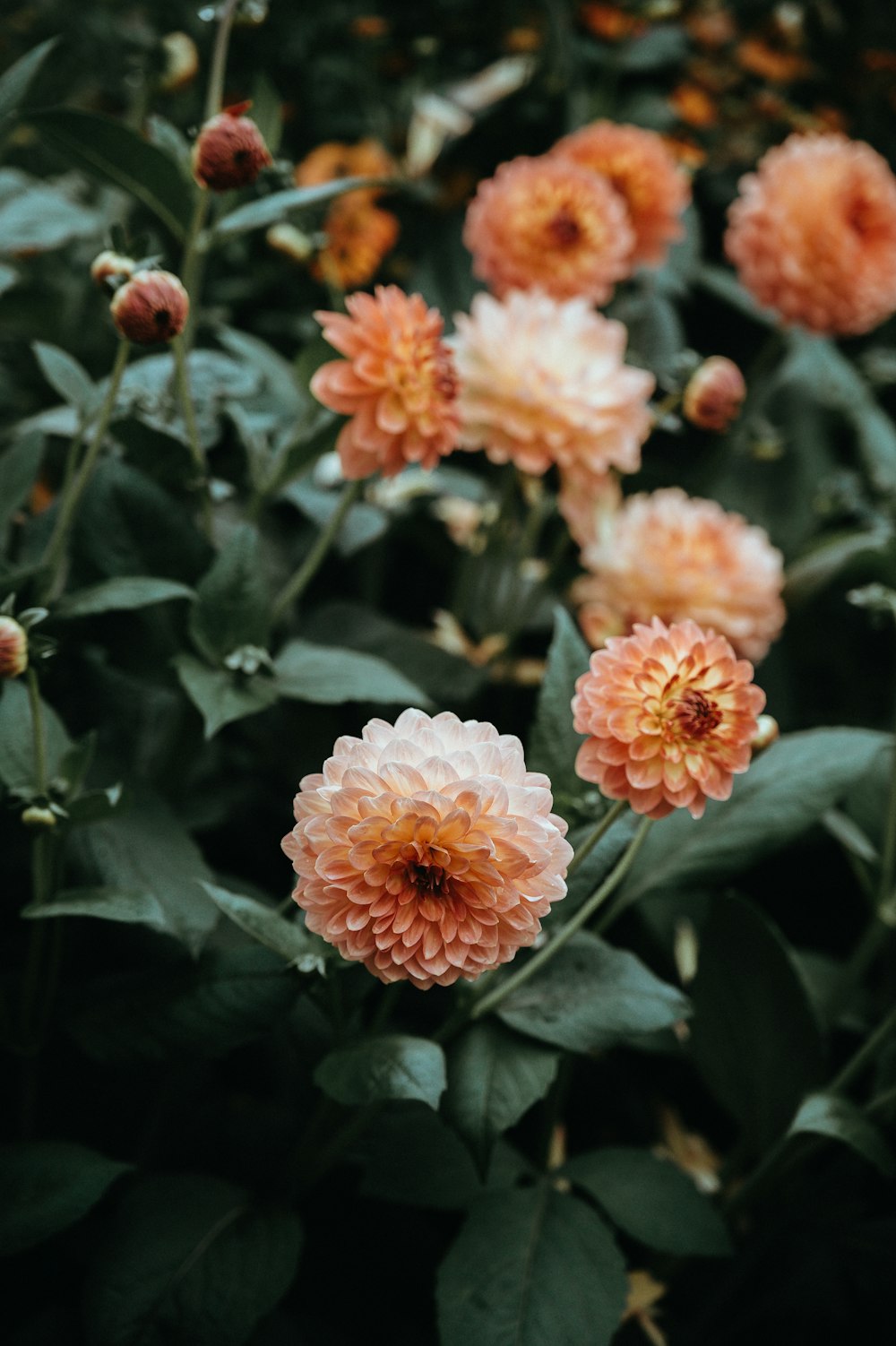 orange petaled flowers photography