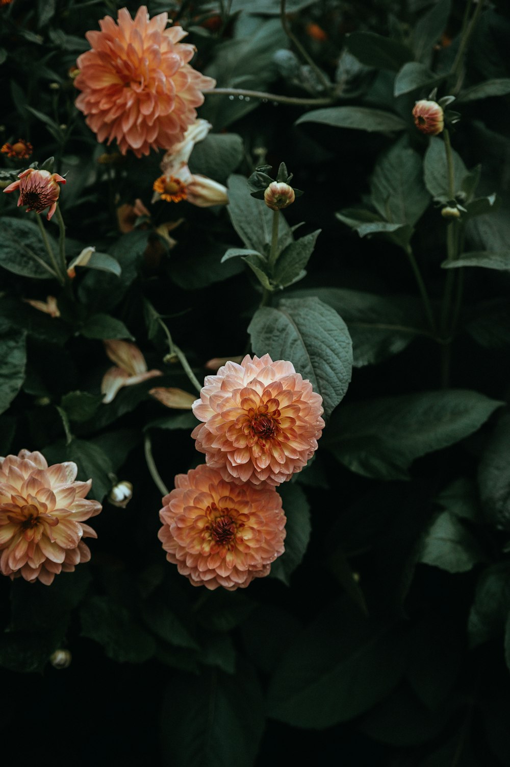 ピンクの花を咲かせる緑の葉の植物