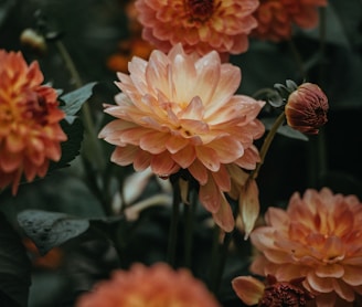 orange dahlia flowers closeup photo