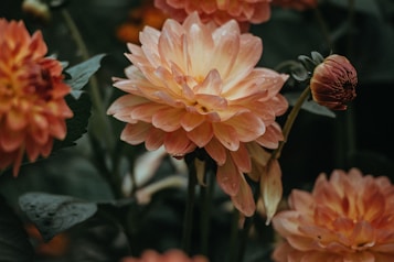 orange dahlia flowers closeup photo