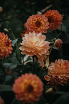 orange dahlia flowers closeup photo
