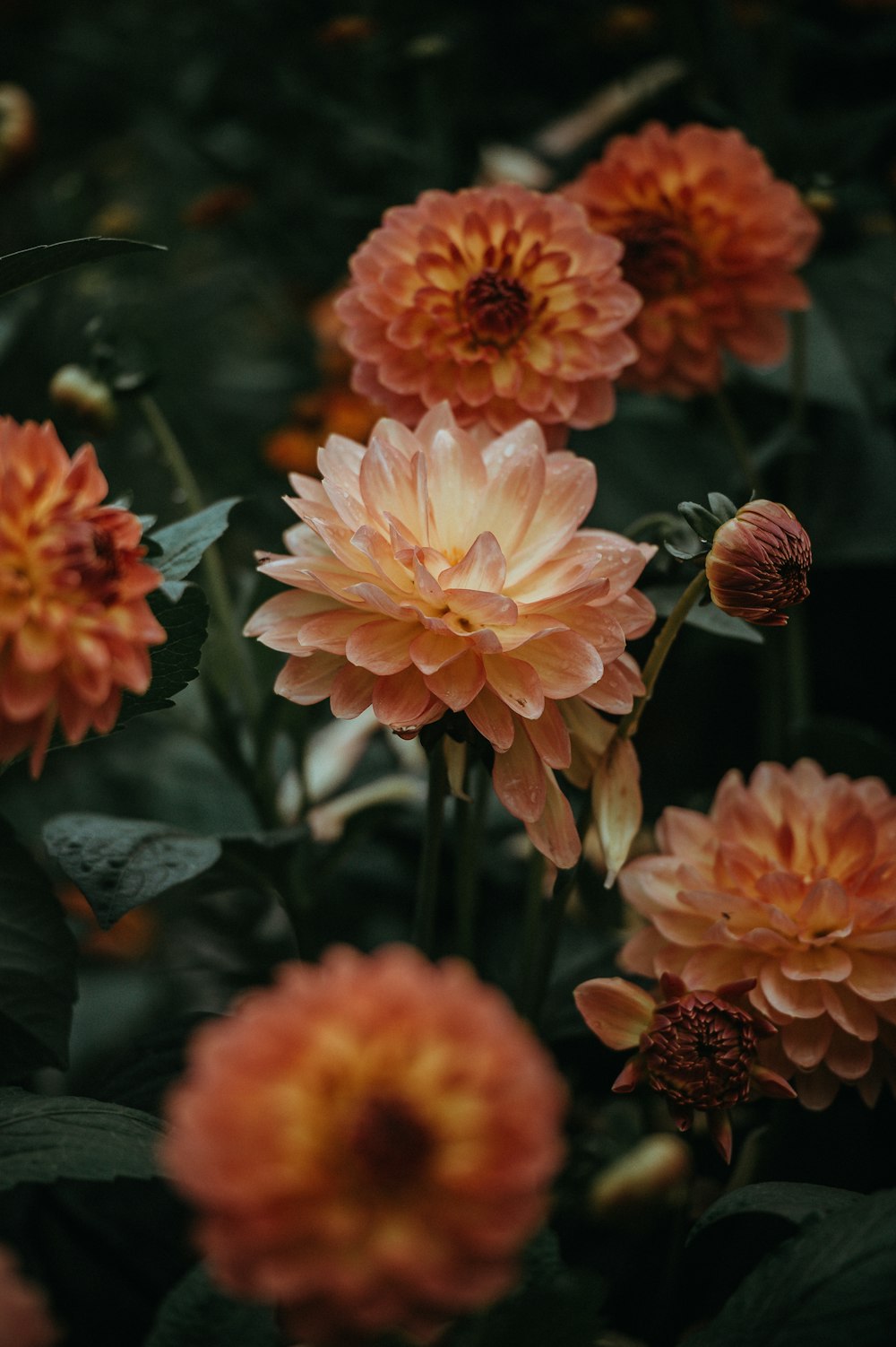 orange dahlia flowers closeup photo