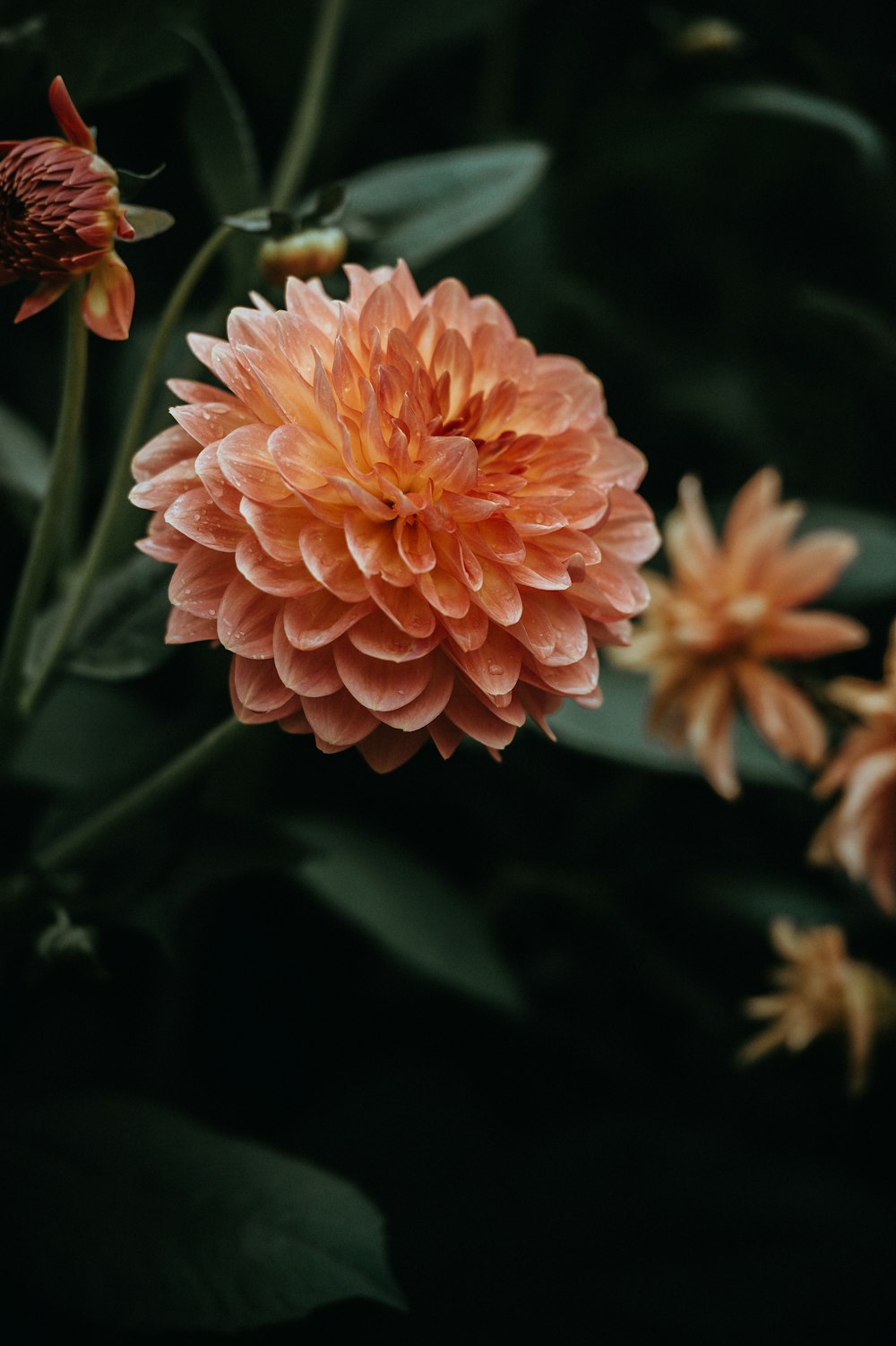 Fotografía de enfoque superficial de flor de naranjo