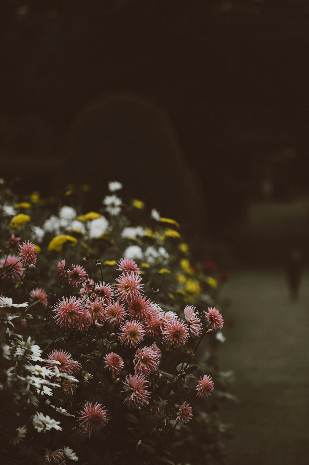 low-light photography of flowers