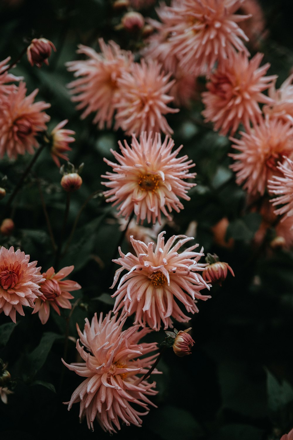 Selektive Fokusfotografie von blühenden orangefarbenen Blüten