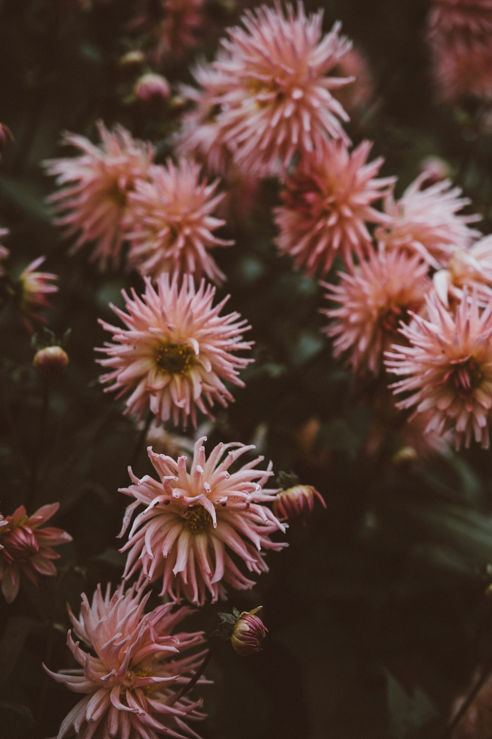 pink flowers