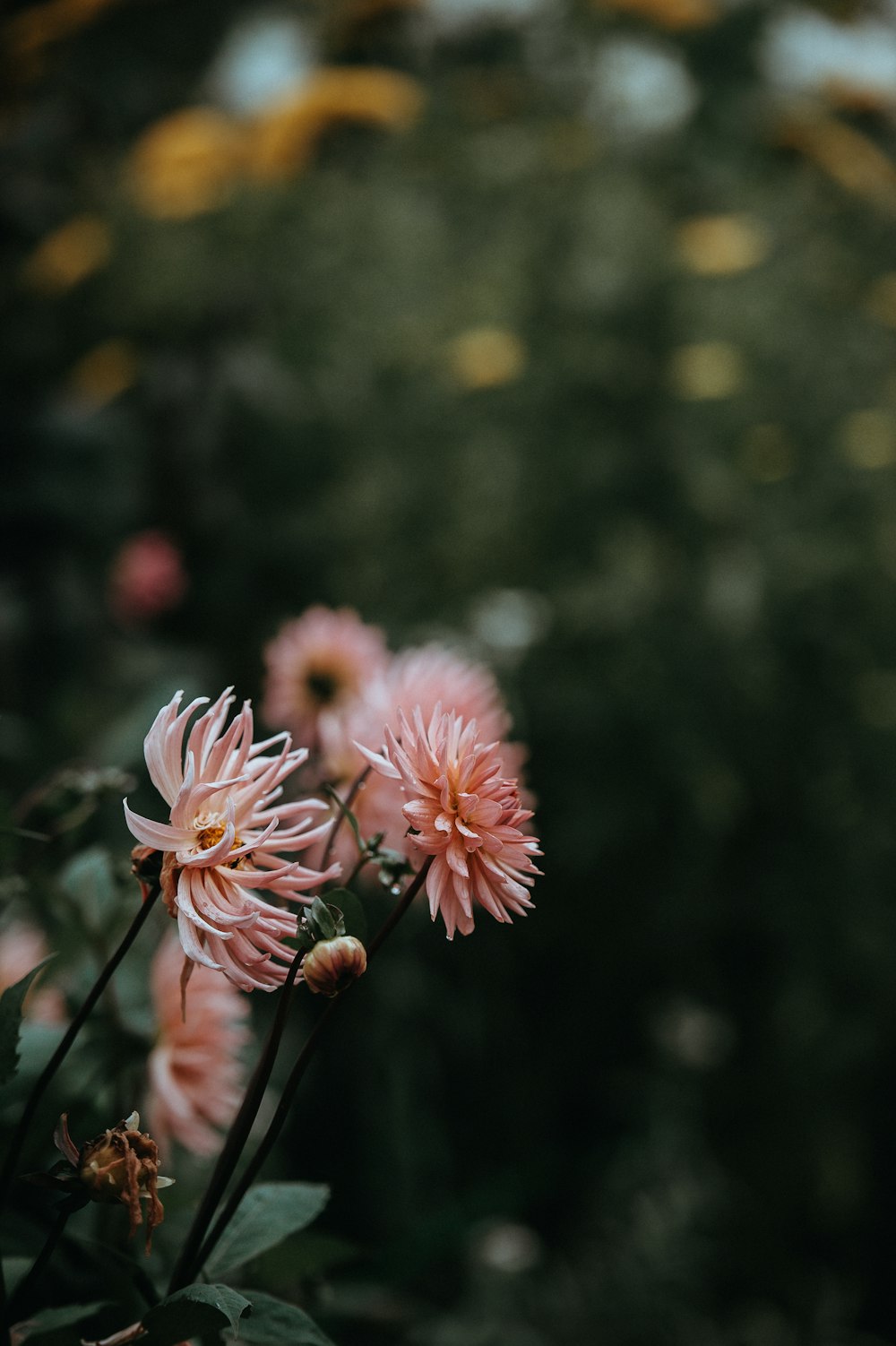 beige petaled flower during daytime close-up photography