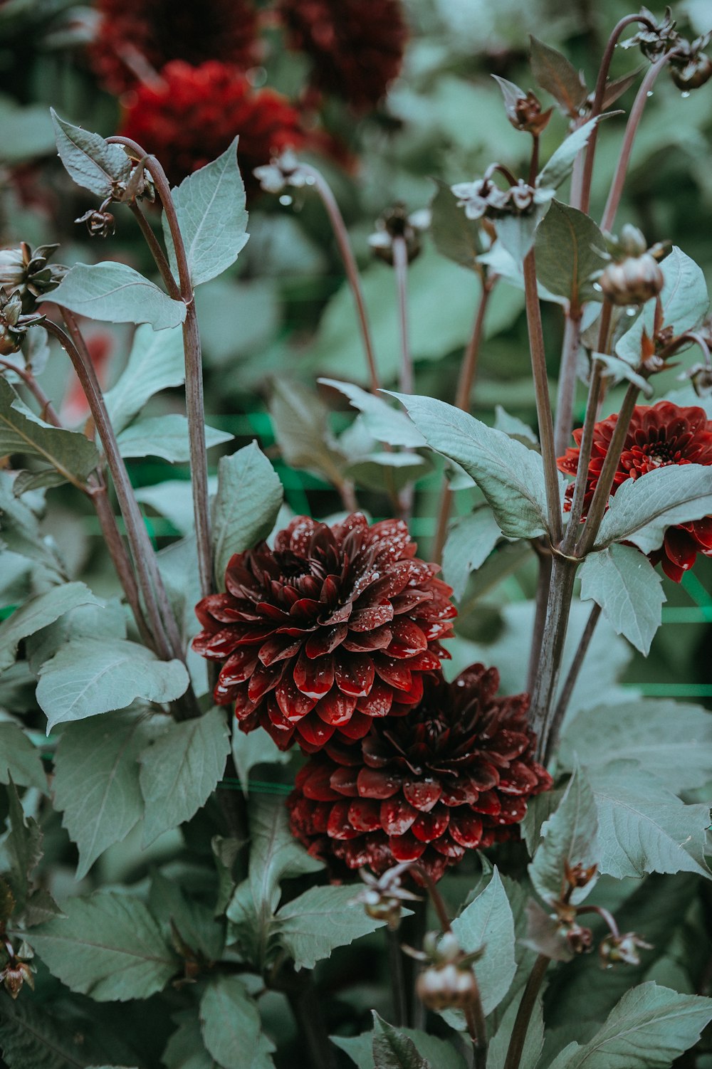 Fotografía de enfoque superficial de planta verde con flores rojas