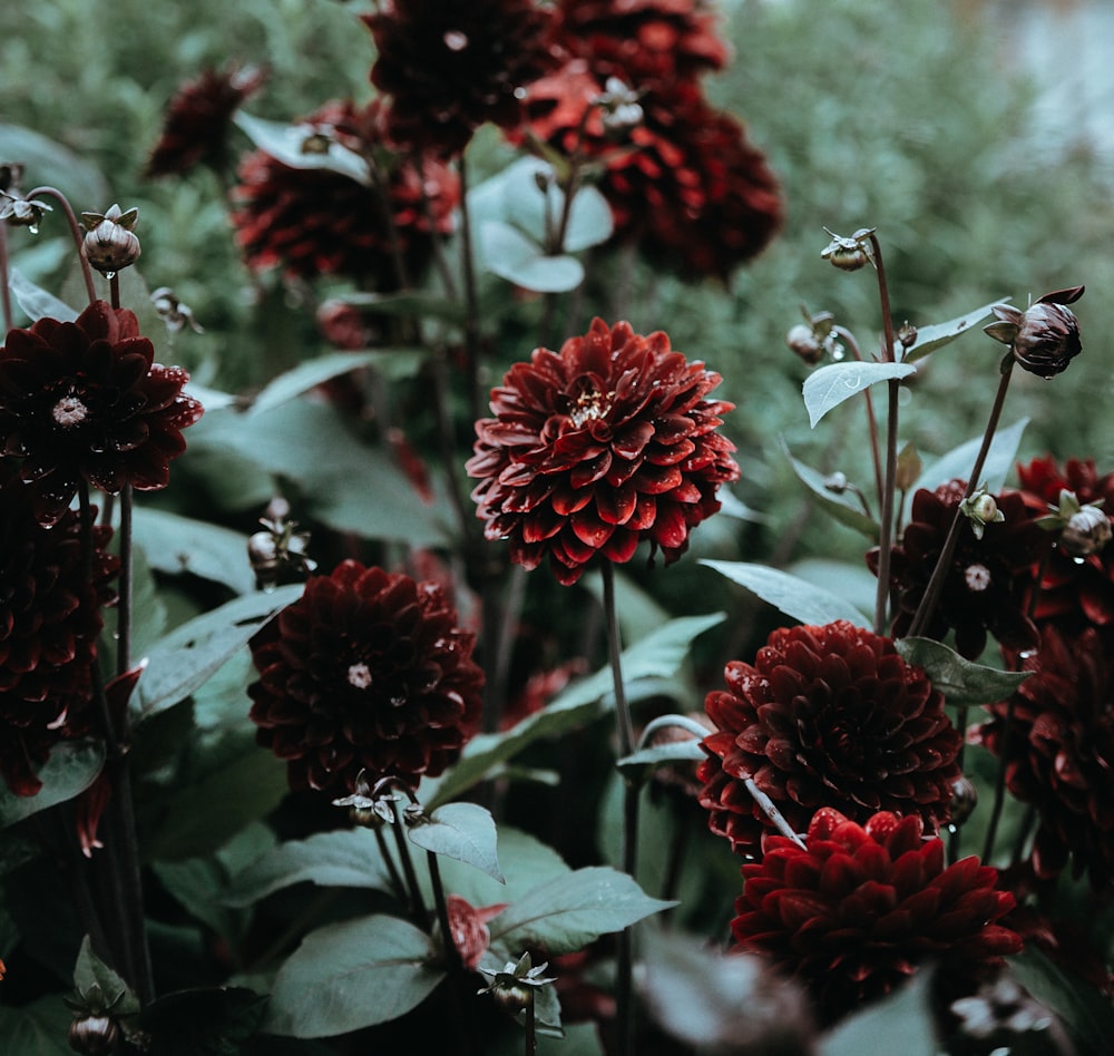 red flowers