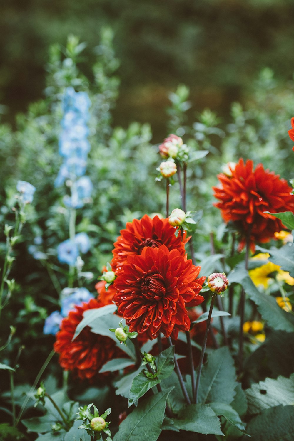 red cluster flowers