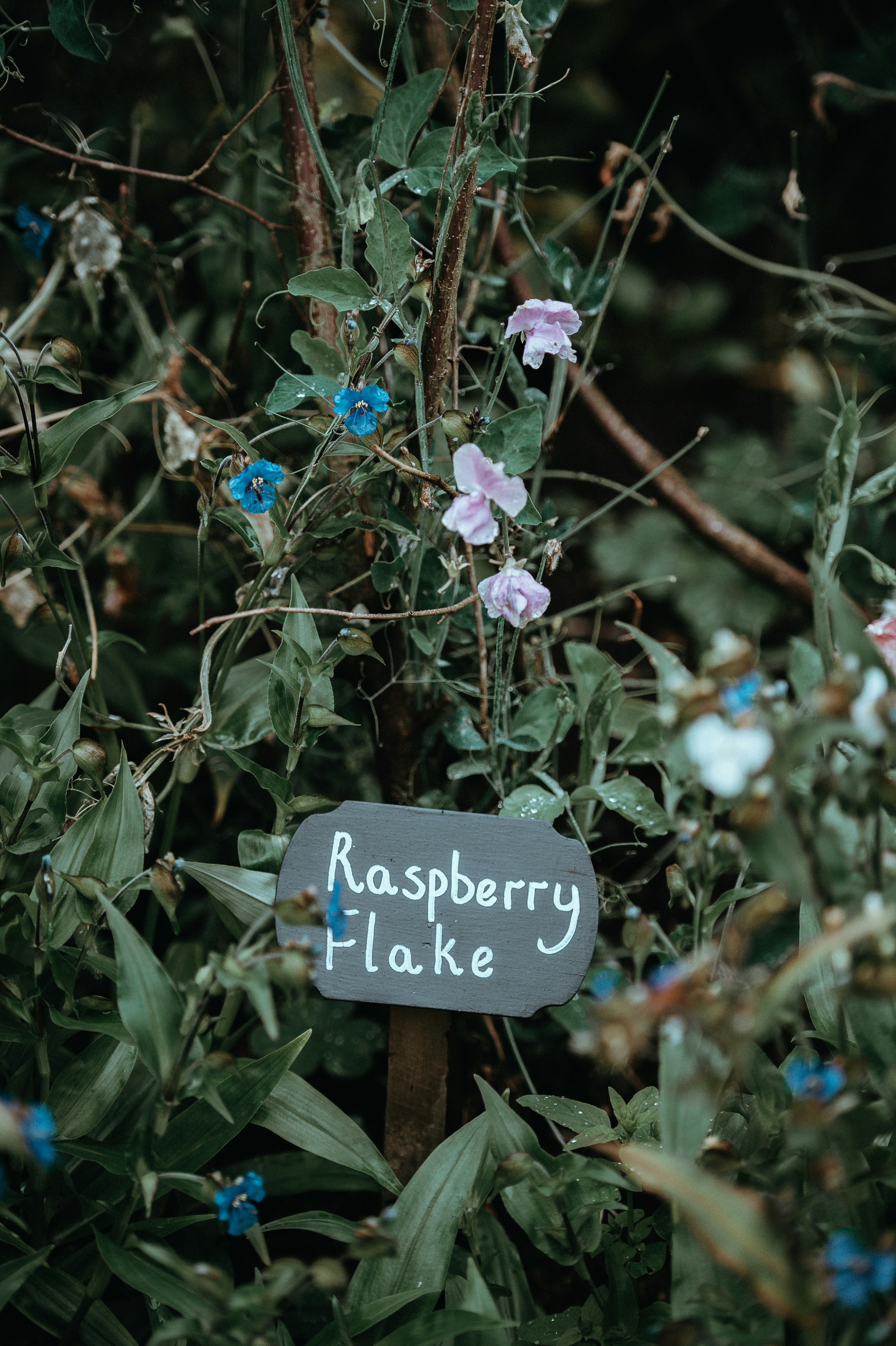 raspberry flake signage