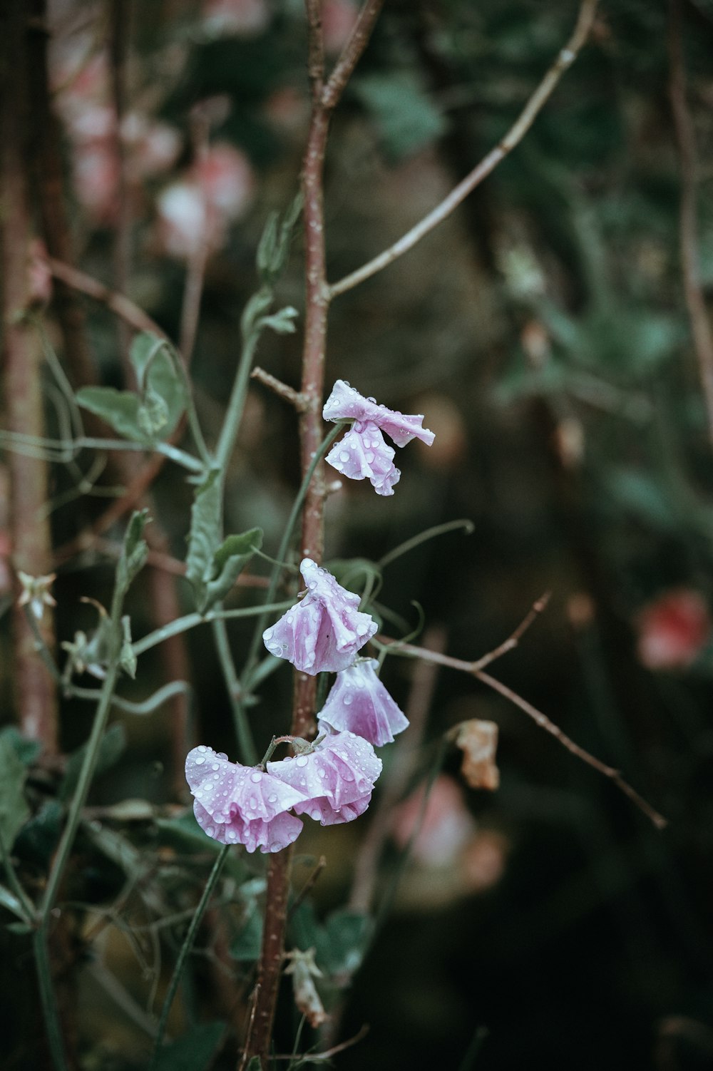 purple petaled flower