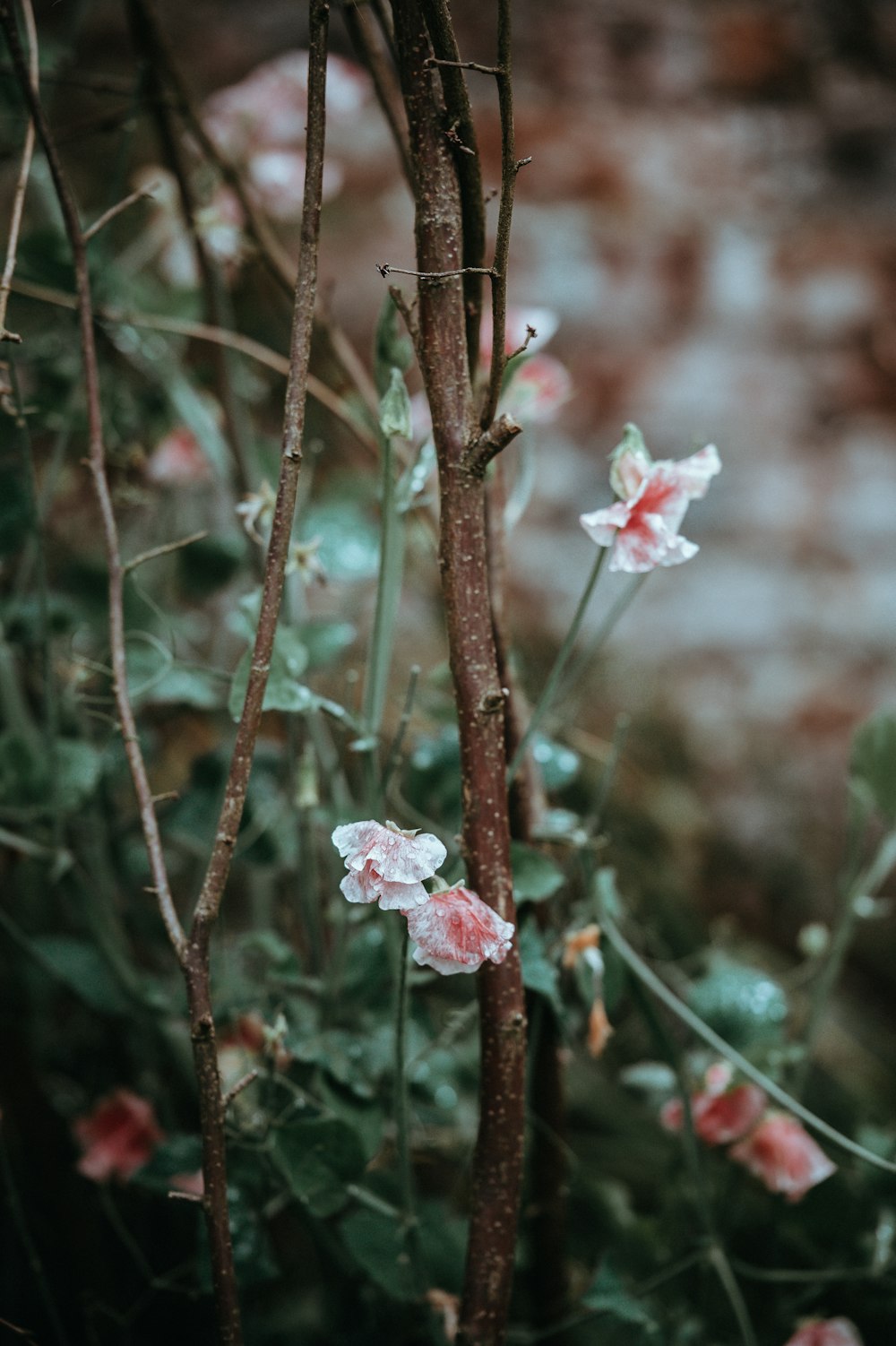 ein Strauß Blumen, die im Gras sind