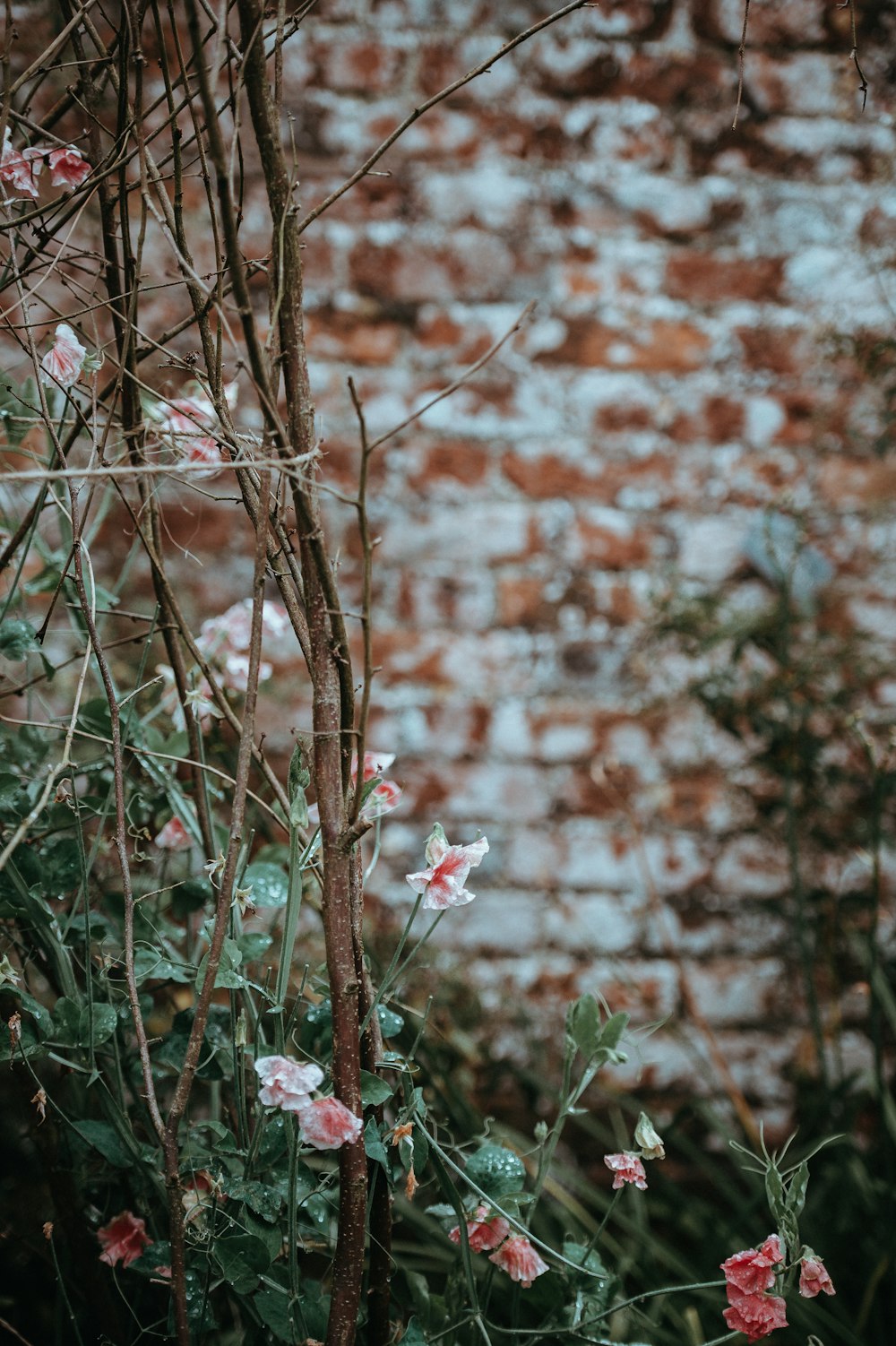 brown branch with white flowers