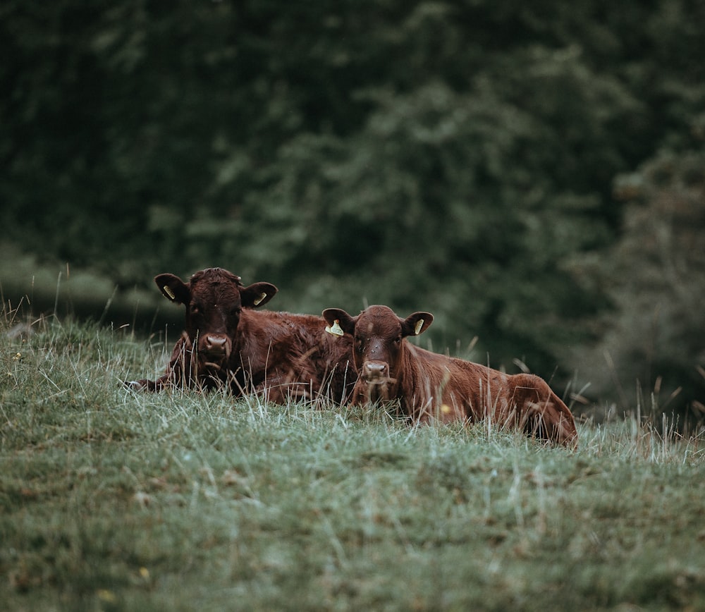 two brown cows lying on grass