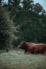 A brown cow is lying on a grass field surrounded by dense green foliage. The scene conveys a sense of tranquility and natural beauty, with the cow resting peacefully in the serene environment.