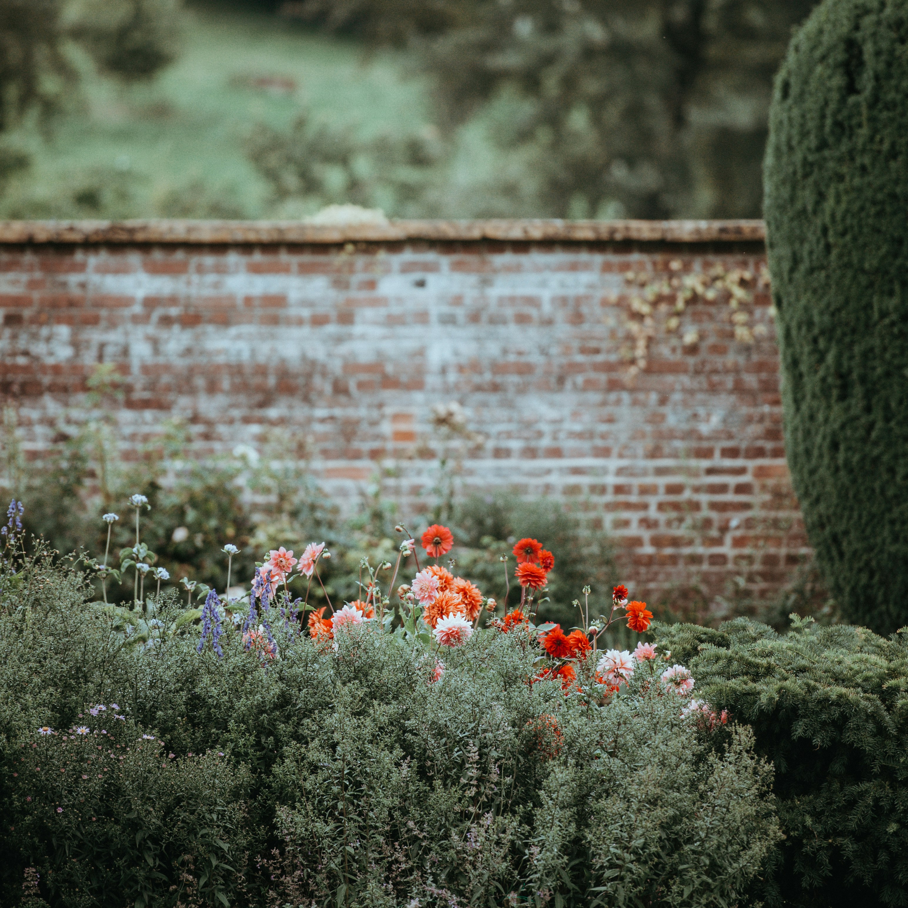 flowers near brown concrete wall