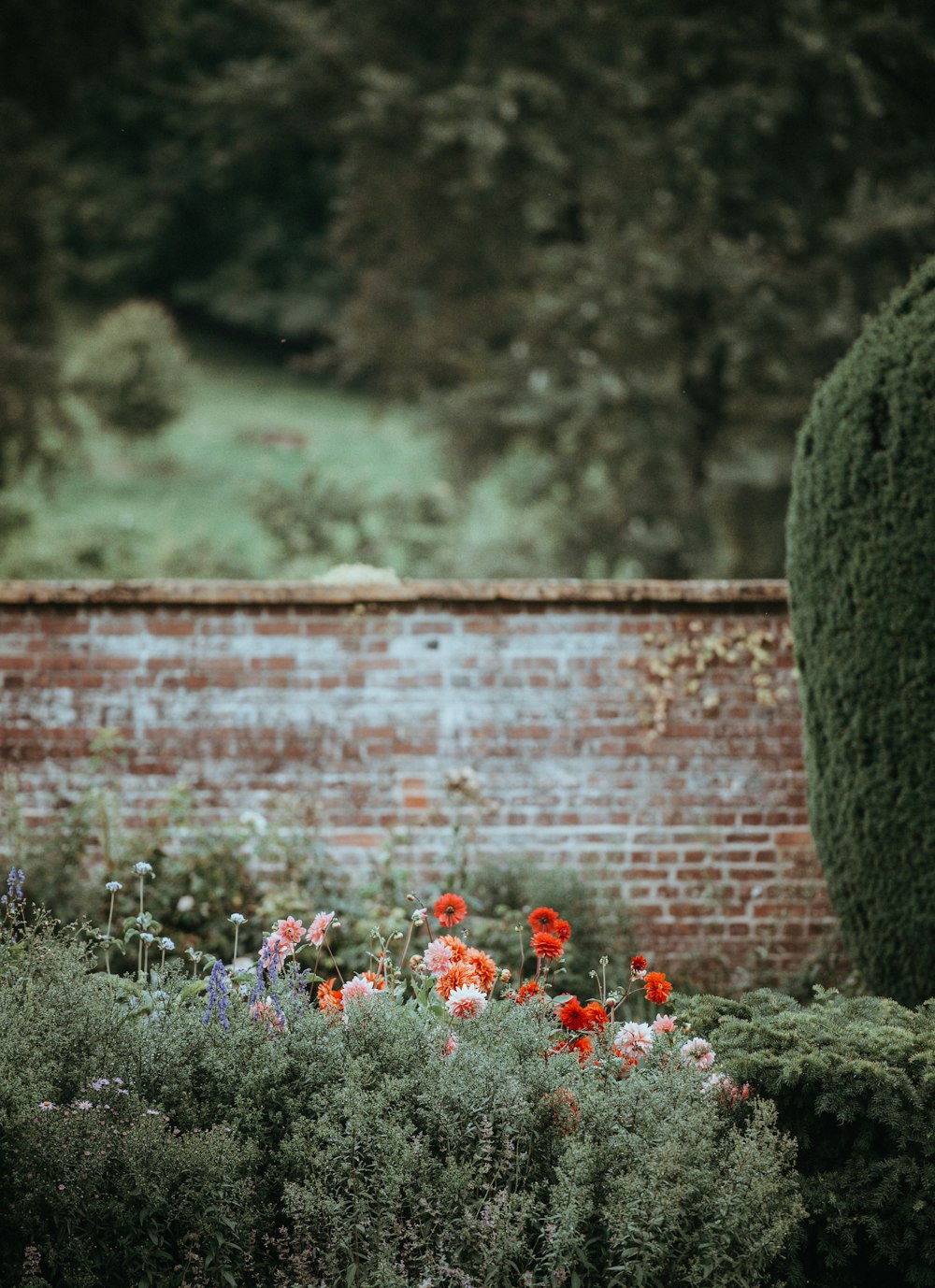 flowers near brown concrete wall