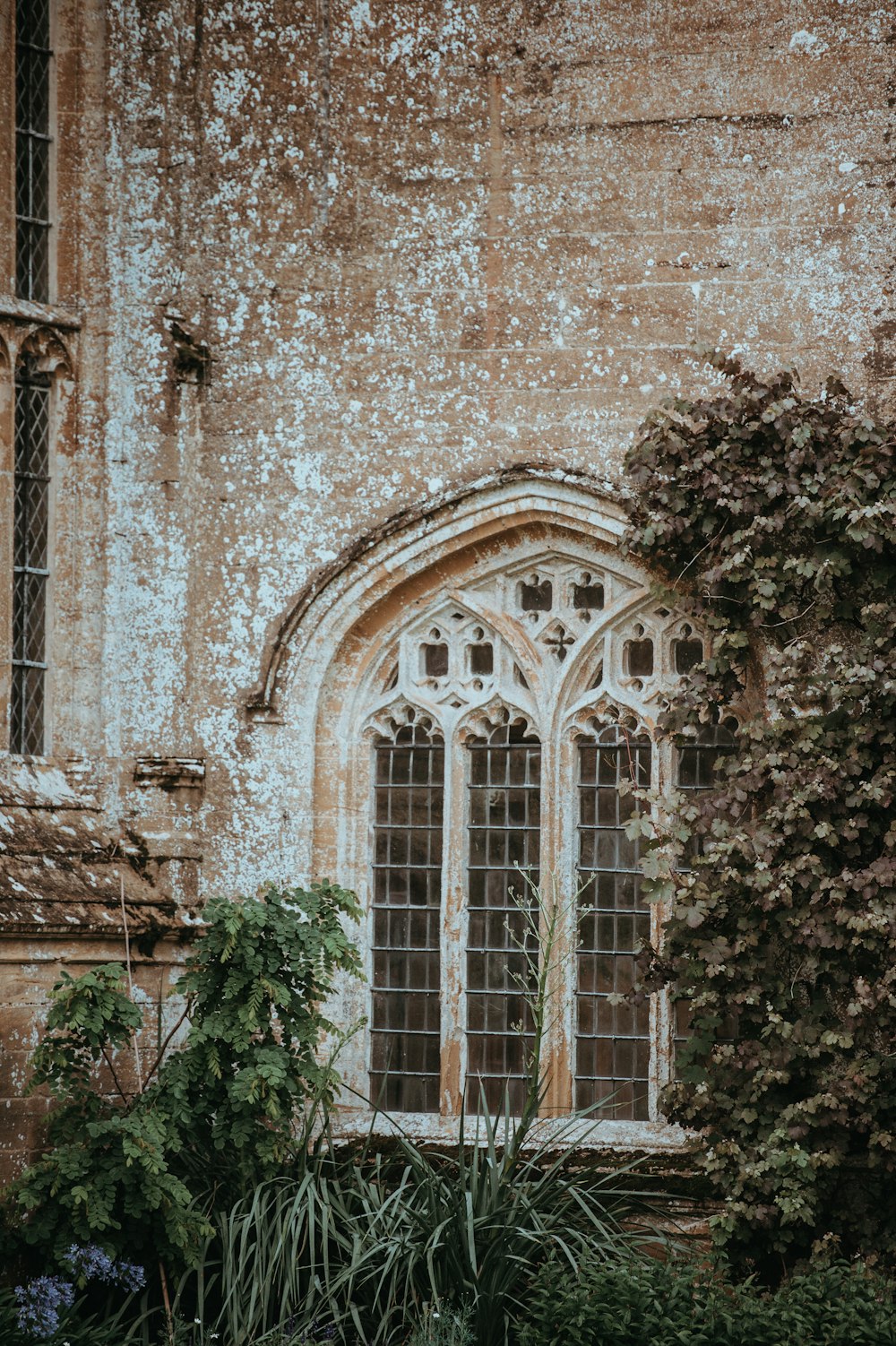 house window beside plants