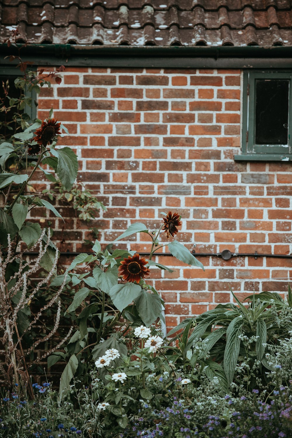 Rote und schwarze Sonnenblumen am Tag