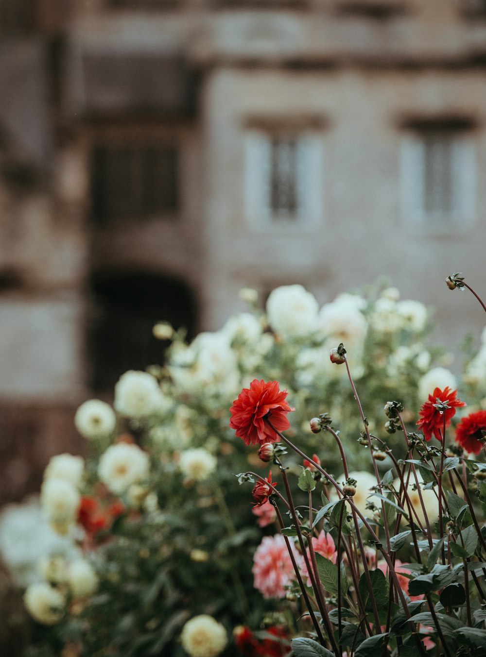 selective focus photography of red petaled flower