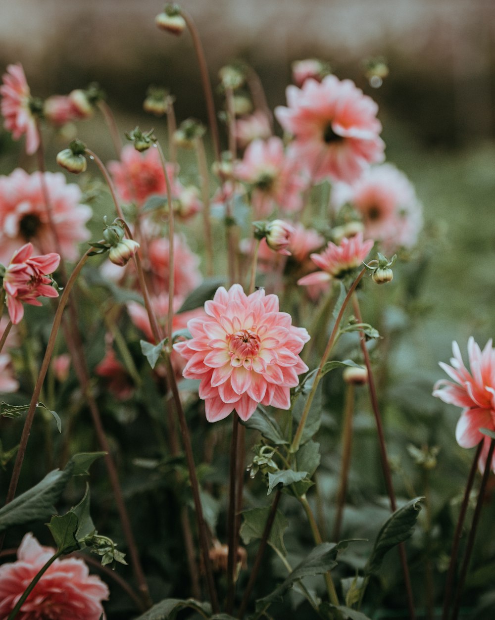 a bunch of pink flowers in a garden