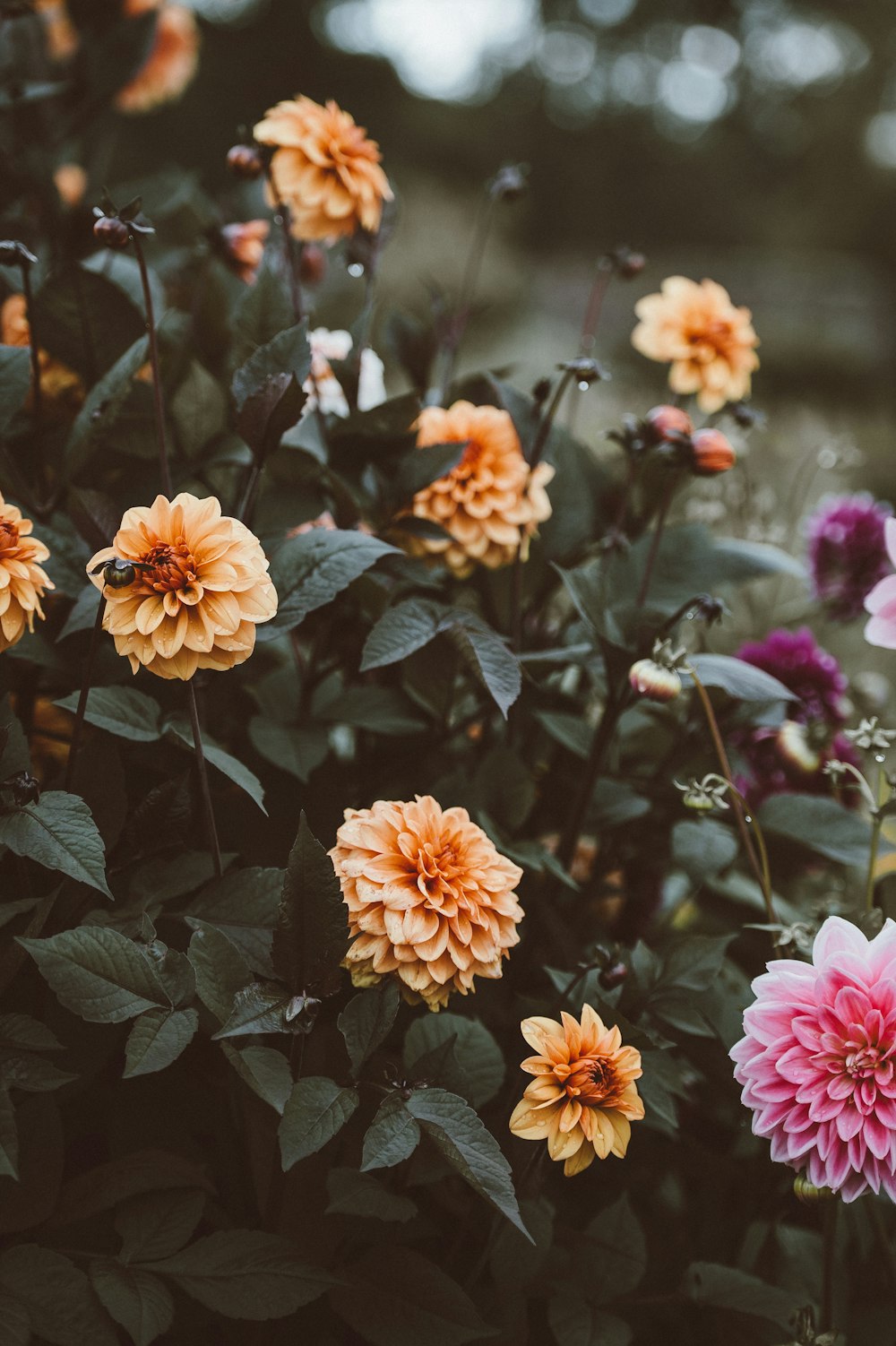 shallow focus of orange and pink flowers