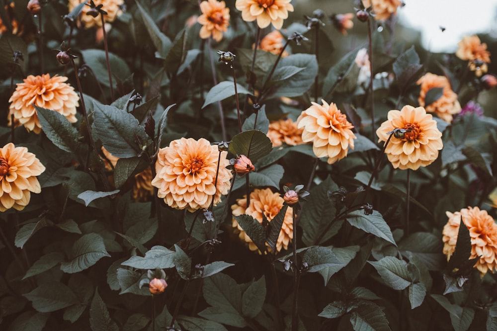 orange flowers with green leaves